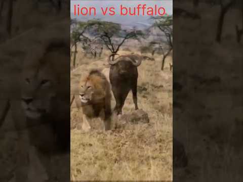 lion vs buffalo : The Ultimate Showdown