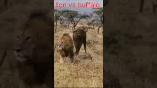 Download lagu Singa vs Kerbau: Pertarungan Terakhir mp3