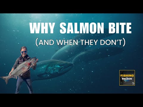 What Makes Salmon Bite? The Science Behind Tides, Moon Phases, Scent & More