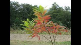 Gloria Estefan - La Flor y Tu Amor