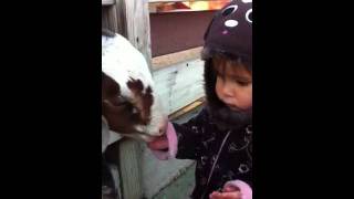 baby scared of goat
