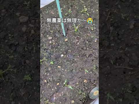 なぜ牛乳で植物に水をやるのですか？この古代の農業技術のすべての利点  庭園