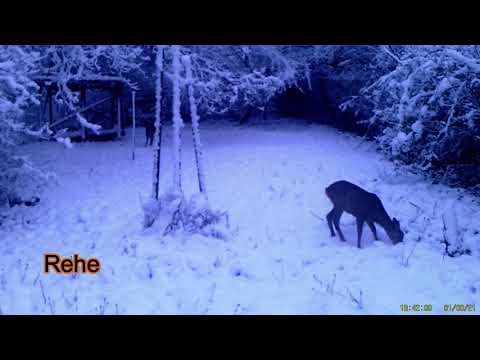 Tiere im Schnee vom 04.01. - 10. 01. 2021