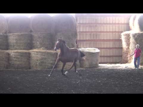 Zee, Holsteiner filly by Lintas great for jumper or dressage