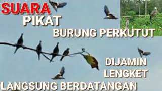 Download lagu Suara Pikat Perkutut ll Perkutut Liar Langsung Berdatangan Lengket mp3 Download lagu Suara Pikat Perkutut ll Perkutut Liar Langsung Berdatangan Lengket mp3