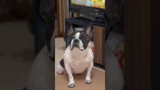 テレビより私を見てほしいフレブル　　　　　　　　　　"French Bulldog who wants you to look at me rather than the TV."