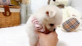 ハーフ犬の動画02