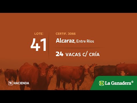 Lote Vacas con cria en Alcaraz