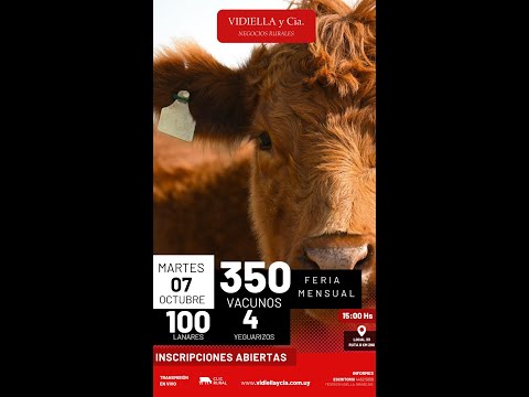 07/09/2025   Feria mensual - Vidiella y Cia /  Local 33 en la calera - Treinta y Tres