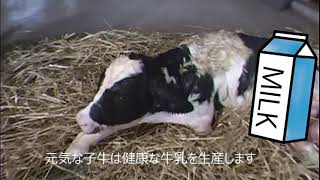 美味しい牛乳は優しい親子から