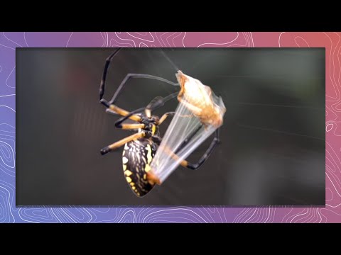Garden Spider Wraps Grasshopper Prey Extremely Fast