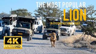 The most popular lion in Etosha National Park #lion #wildlife #lionking #namibia #safari #leo