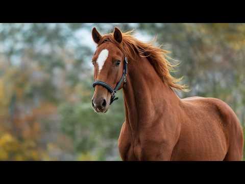 EXPO PATO BRAGADO - TRÊS TAMBORES