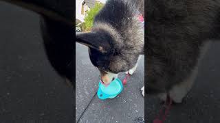 【黒柴ゴンくん】朝散歩8.5                         #柴犬#犬のいる暮らし#癒し#犬#犬のいる生活
