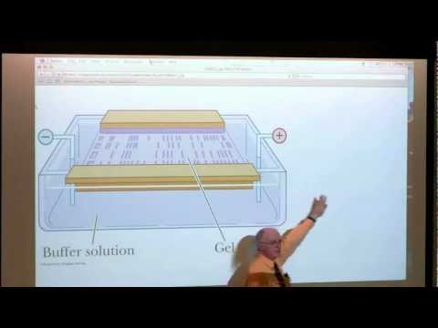 #8 BB 350 Protein Purification II / Enzymes I - Kevin Ahern's Biochemistry Online
