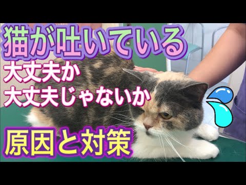 猫が食べた後に嘔吐します。原因は何でしょうか?