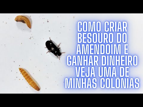 COMO CRIAR BESOURO DO AMENDOIM E GANHAR DINHEIRO VEJA UMA DE MINHAS COLÔNIAS 💲💲💲
