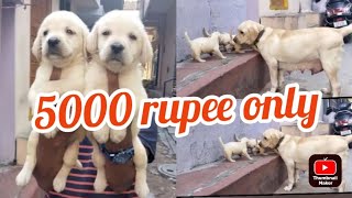 Labrador puppy for sale|Sold out|hyderabad|dog market in hyderabad