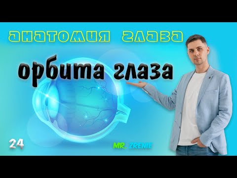 орбита глаза | глазница анатомия