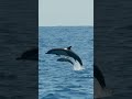 Baby Dolphin Sighting BabyAnimals Shorts