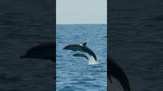 Download lagu Baby dolphin sighting!! #BabyAnimals #Shorts mp3