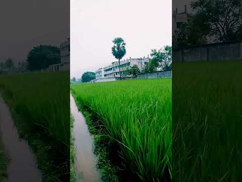Nature is beauty#song #shortsvideos #shortsfeed #shorts#viralshorts#agriculture viral🍓🐱😄😍🌟💚
