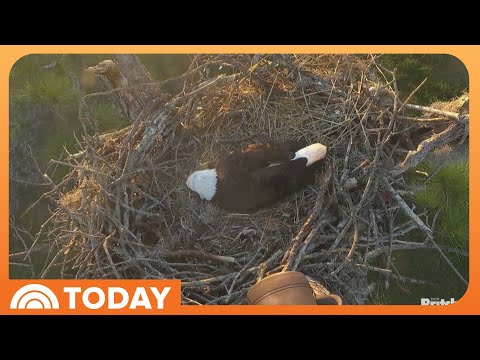 Southwest Florida Eagles Welcome Their First Egg! - YouTube