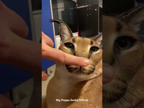 Gosha Tried Kerr But Hissing : Big Floppa #caracal
