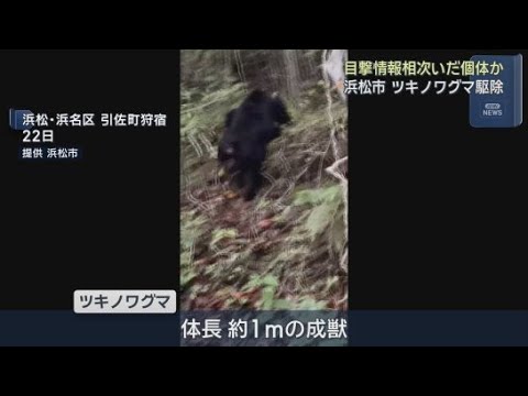 YouTube Video ツキノワグマ１頭を駆除　クマの目撃情報が相次いでいた浜松市　目撃されたクマと同一の個体か