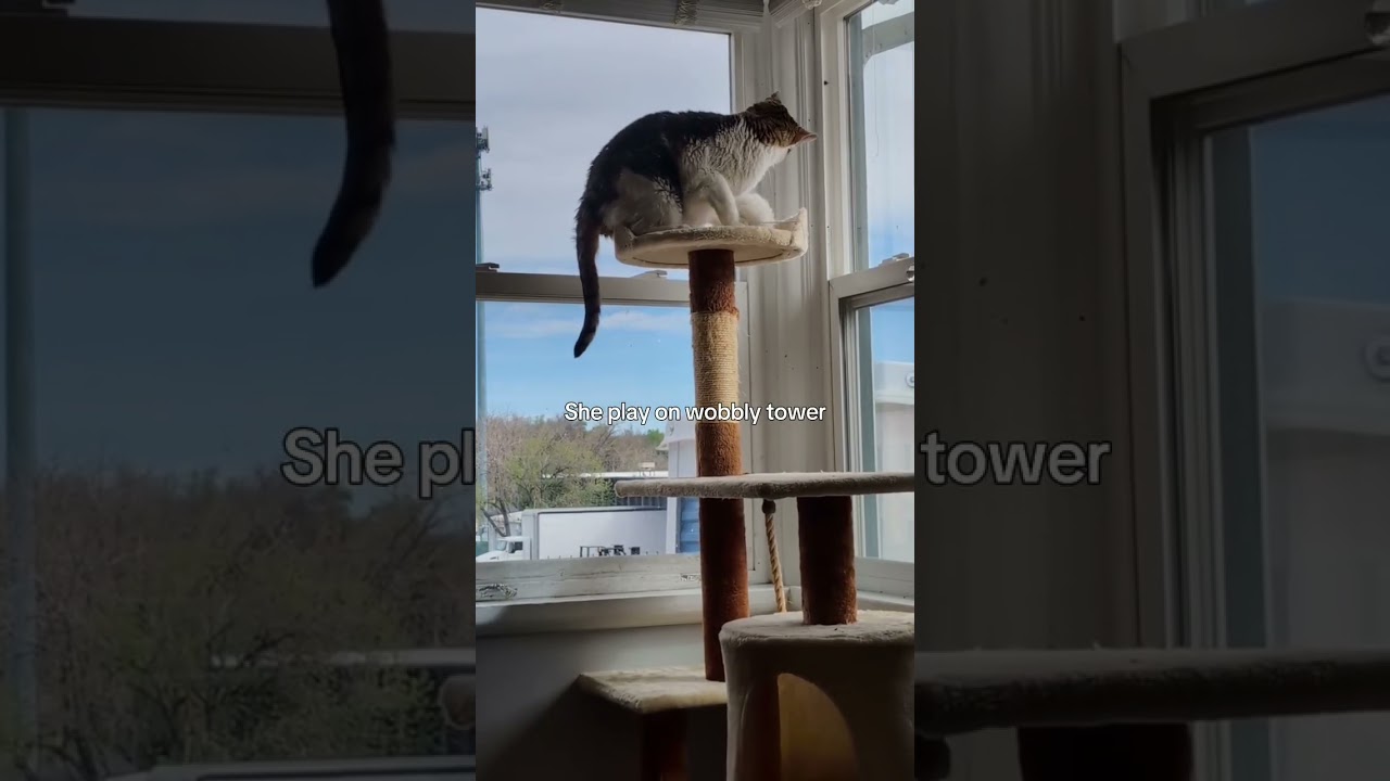 Enlarge Nookie, a Adoptable Domestic Short Hair in Lakewood, CO video 6/6