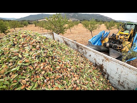 2.8 Billion Pounds Of Almonds Harvested This Way In California - Almond Processing Factory