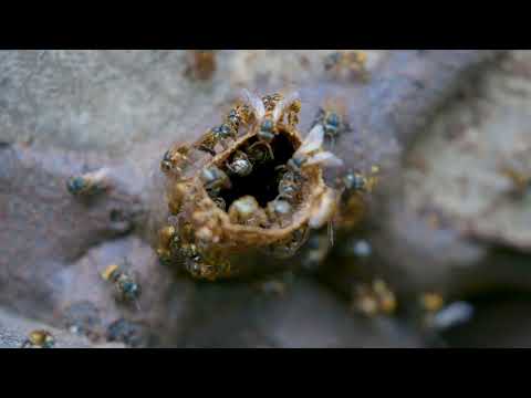 Abejas Meliponas - Santa Fe de Veraguas - CoFinca Aurora