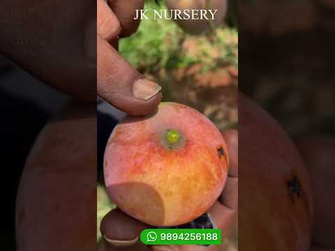 No.1 Alphonsa (King of mangoes) plants available