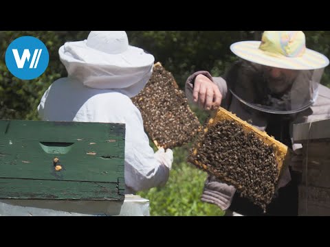 Slovenia, Land of Honey (360° - GEO Reportage)