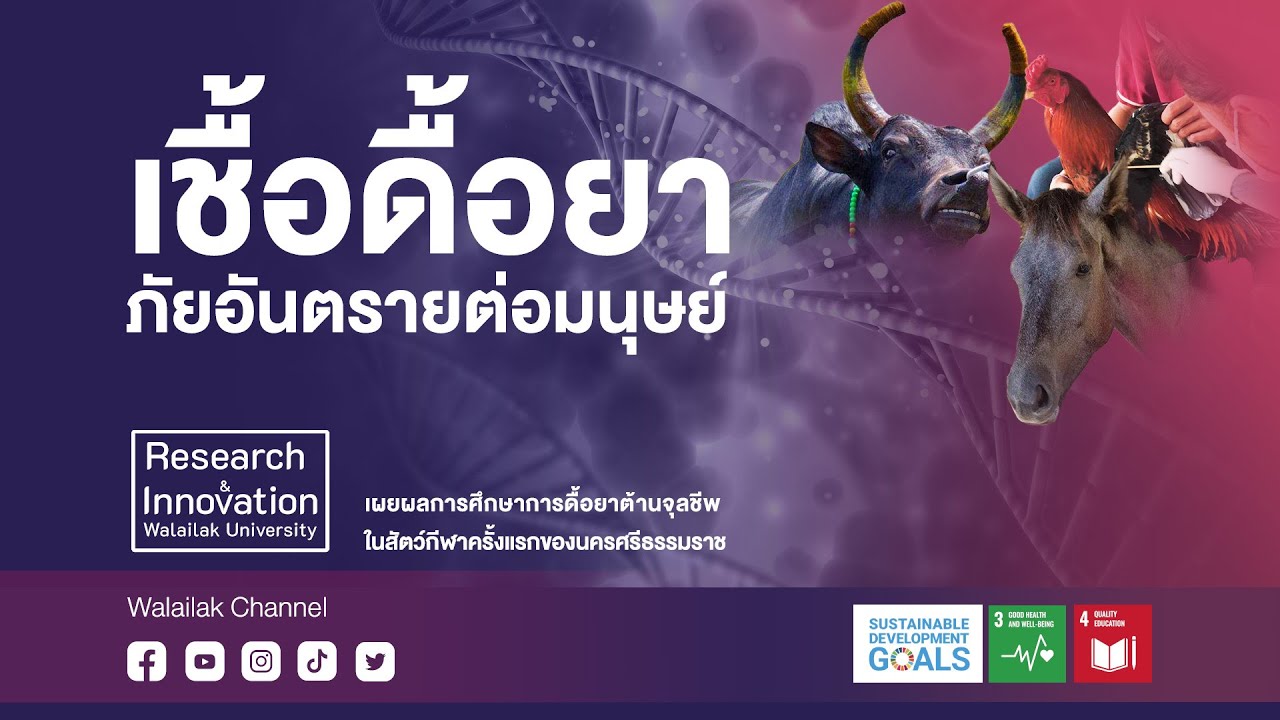 Walailak Research & Innovation : เชื้อดื้อยาภัยอันตรายต่อมนุษย์
