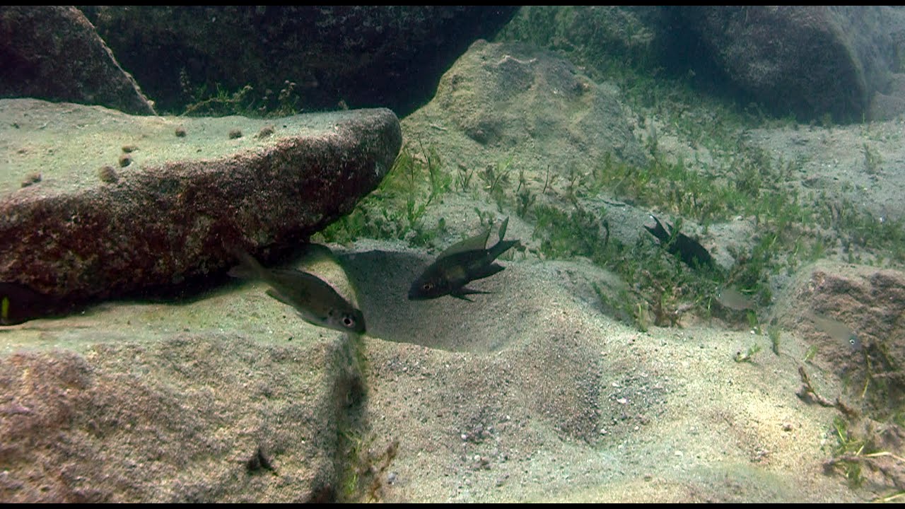 Aulonocranus dewindti a Mvuna island