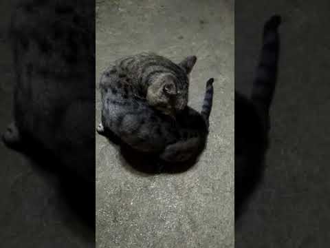 playing with my cat Mauro