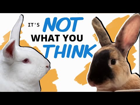 YouTube video about: Are rabbits ears supposed to be cold?