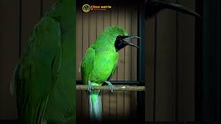 Download lagu Cucak ijo nembak ngekek ngeroll #shorts mp3