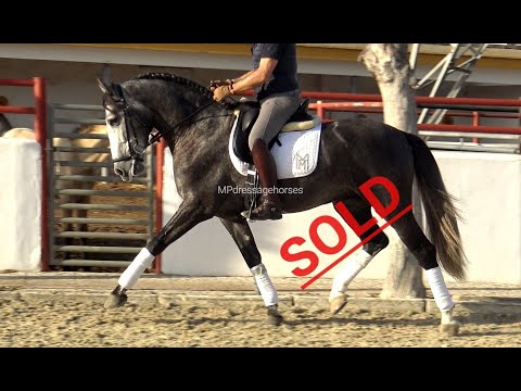 *SOLD* Dressage PRE Stallion 2017 - 1,62 m | #MP285
