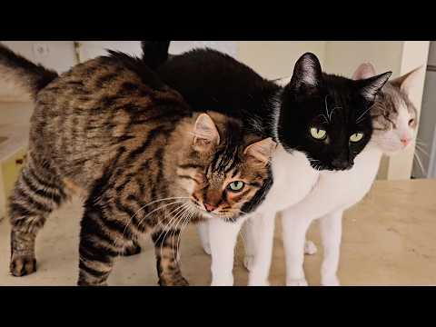 The three touch-addicted cats who cannot live without rubbing against each other.”