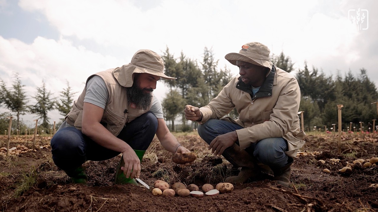How Wild Potato Genes Can Help East African Farmers Beat the 'Chemical Tax'