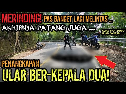 MERINDING! PENANGKAPAN ULAR MERAH BERKEPALA DUA! PENGHUNI HUTAN ANGKER! TERNYATA BENAR ADANYA!