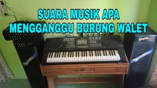 Download lagu SUARA MUSIK APA MENGGANGGU BURUNG WALET... mp3