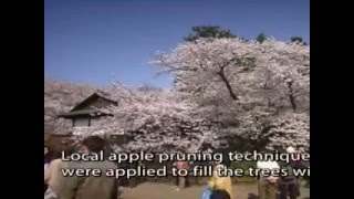 preview picture of video 'Tours-TV.com: Cherry Blossoms in Hirosaki Park'