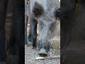 Wild Pig Sounds PIG