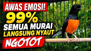 Download lagu Suara Murai Batu Paling Dicari Kicau Mania. Bikin Murai Emosi! Full Tempur mp3