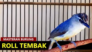 Download lagu Suara burung OPIOR GACOR NgeROLL Nembak , Untuk MASTERAN Tledekan gunung BAKAU SRDC Jongkangan BAHAN mp3