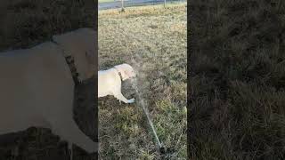 Video preview image #1 Shepradors Puppy For Sale in Bountiful, UT, USA