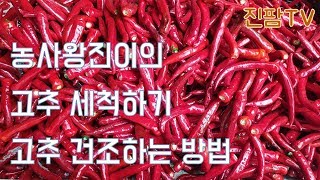 고추 세척과정과  고추 건조방법 ㅣ고추농사 고추모종부터 고추수확까지 가보자 #6 l 고추 세척하는 이유 그리…